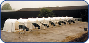 Calf Hutch Rearing System