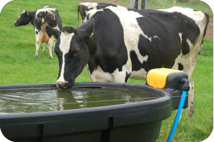 JFC Fast Fill Trough